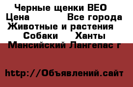 Черные щенки ВЕО › Цена ­ 5 000 - Все города Животные и растения » Собаки   . Ханты-Мансийский,Лангепас г.